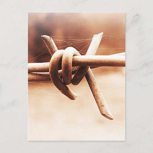 Barbwire and Spider Web in Sepia Postcard (Front)