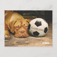 Barcelona's soccer fanatic dog
