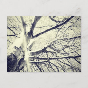Bare black and white tree postcard