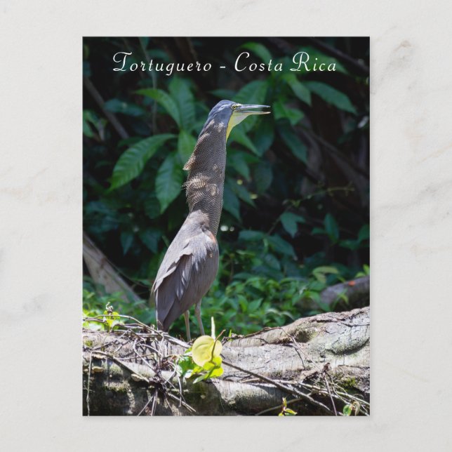 Bare-Throated Tiger Heron in Tortuguero Postcard (Front)