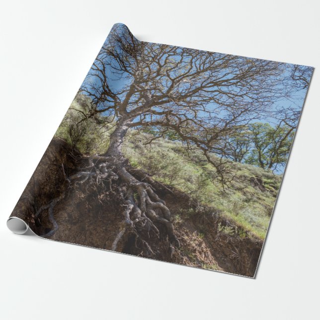 Bare tree on mountain during day wrapping paper (Unrolled)