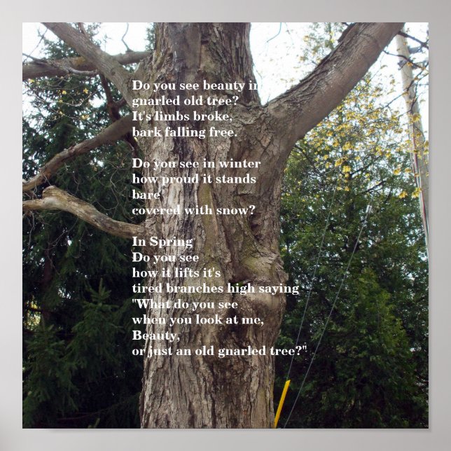 Bare Tree Poem for Arbor Day Poster (Front)