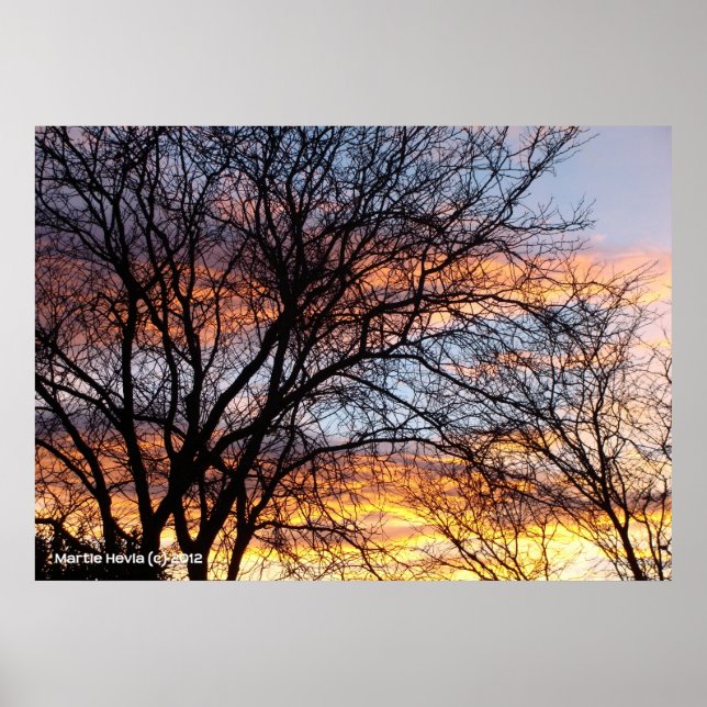 Bare Trees at Sunset Poster (Front)