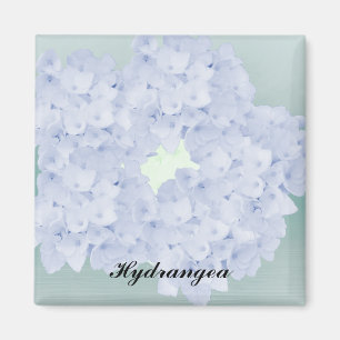 Barely Blue Hydrangea Magnet