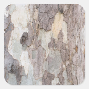 Bark of plane tree square sticker