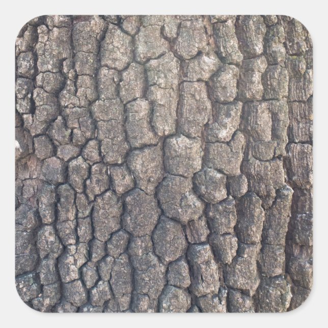 Bark of plane tree square sticker (Front)