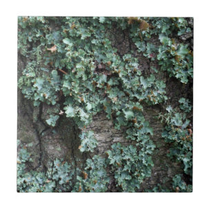 Bark of tree tile