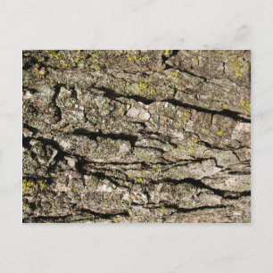Bark Postcard