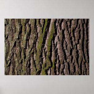 Bark tree oak moss trunk wood poster