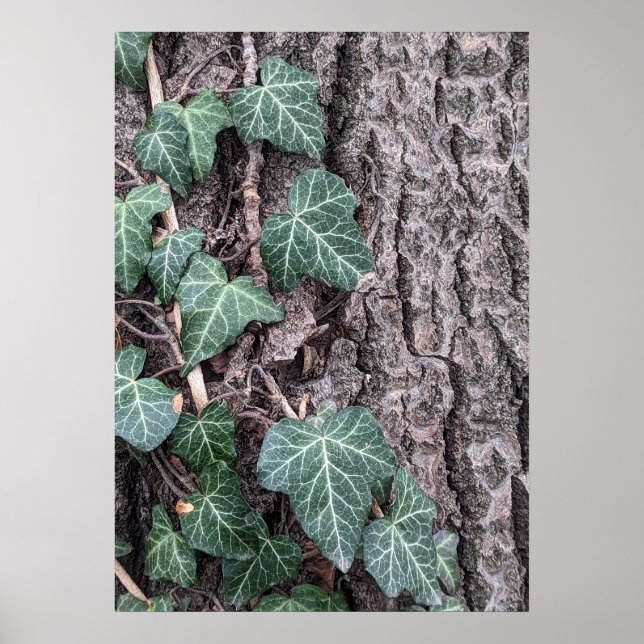 Bark wooden pattern poster (Front)