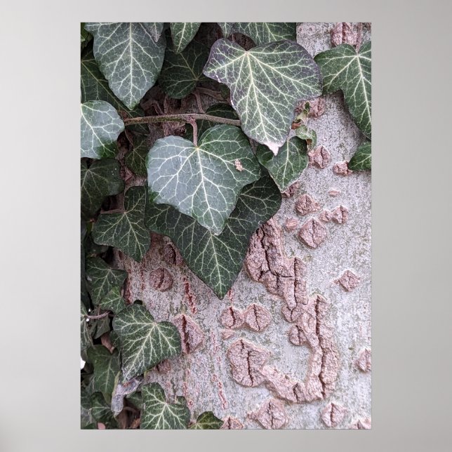 Bark wooden pattern poster (Front)