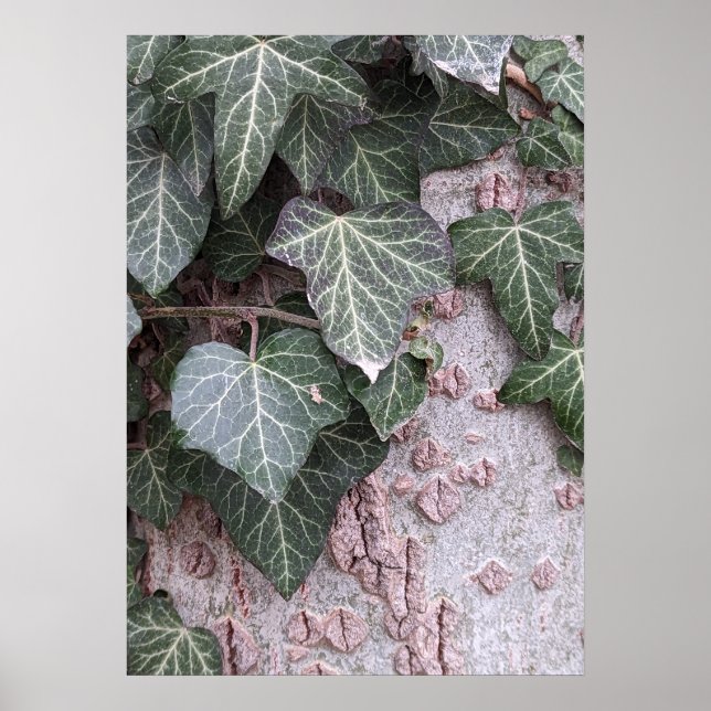 Bark wooden pattern poster (Front)