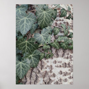 Bark wooden pattern poster