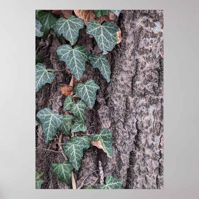 Bark wooden pattern poster (Front)