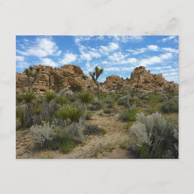 Barker Dam Loop Trail at Joshua Tree National Park Postcard (Front)