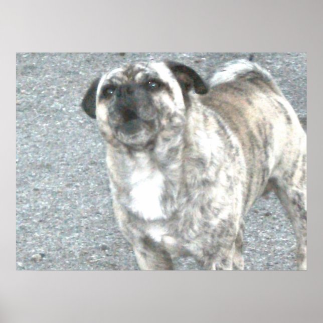 Barking Bull Dog Poster (Front)