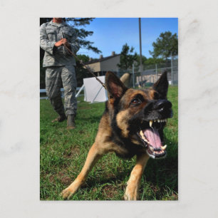 Barking German Shepherd Postcard