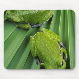 Barking Tree Frog (hyla gratiosa) Mouse Pad