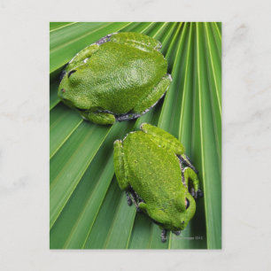 Barking Tree Frog (hyla gratiosa) Postcard