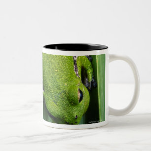 Barking Tree Frog (hyla gratiosa) Two-Tone Coffee Mug