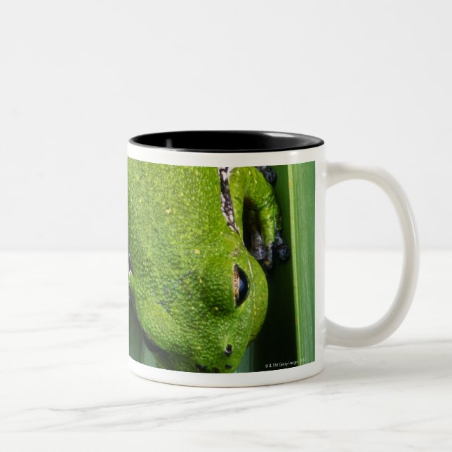 Barking Tree Frog (hyla gratiosa) Two-Tone Coffee Mug (Right)