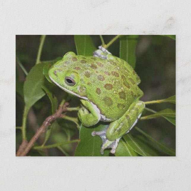 Barking Tree Frog - Postcard (Front)