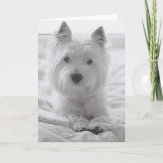 Barko in Bed Card (Front)