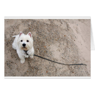 barko on sandy beach with leash
