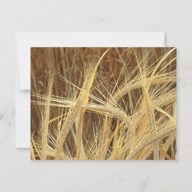 Barley (Front)