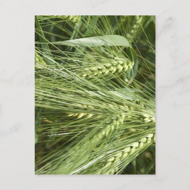 Barley Field Postcard (Front)