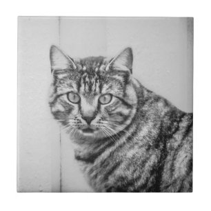 Barn Cat Black and White Animals Ceramic Tile