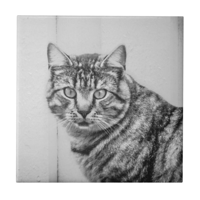 Barn Cat Black and White Animals Ceramic Tile (Front)