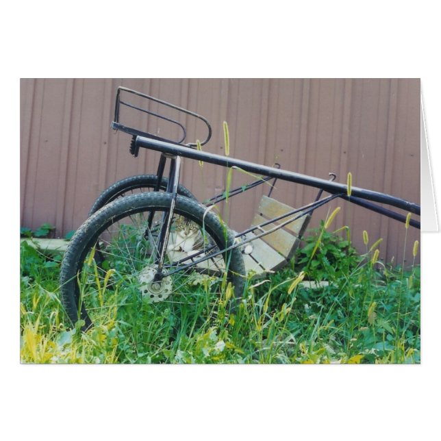 Barn Cat Card (Front Horizontal)