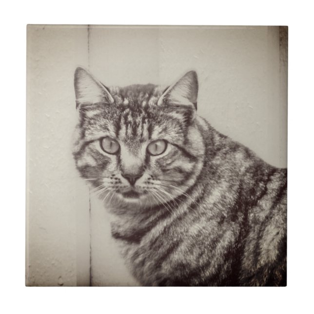 Barn Cat Sepia Brown Animals Ceramic Tile (Front)