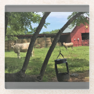 Barn & Cows, Rural North Carolina Canvas Print Mag Glass Coaster