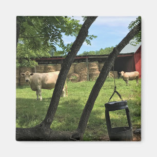Barn & Cows, Rural North Carolina Canvas Print Magnet