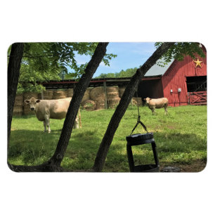 Barn & Cows, Rural North Carolina Canvas Print Magnet