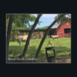 Barn & Cows, Rural North Carolina Canvas Print Pos Postcard<br><div class="desc">What a perfect picture to describe rural country life! While driving through North Carolina, we stopped at a small gift shop & saw these cows across the road. They just froze & stared with the beautiful red barn behind them. I couldn't resist taking this picture! Photo taken July 2017 near...</div>