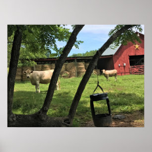 Barn & Cows, Rural North Carolina Poster