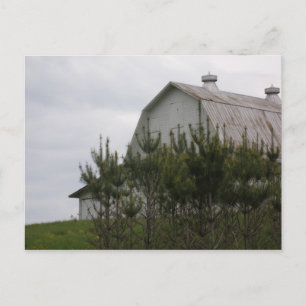 Barn Hiding Behind Pine Trees Postcard