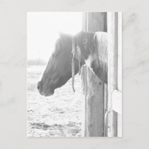 Barn Horse in Black and White Photography Postcard