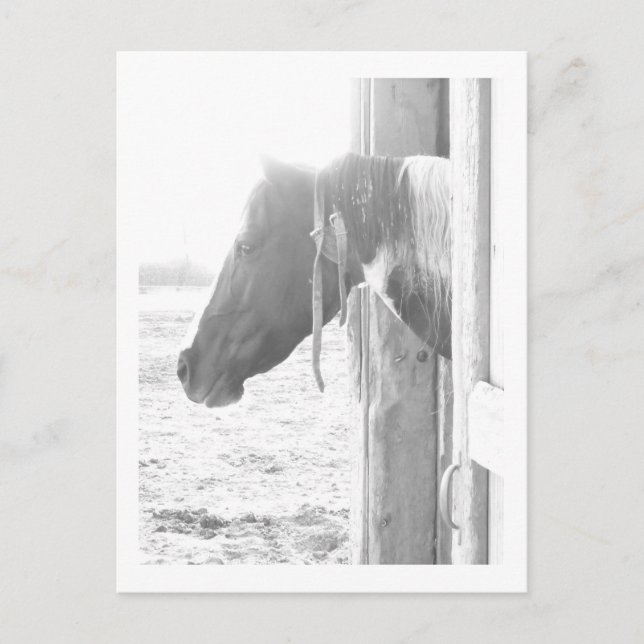 Barn Horse in Black and White Photography Postcard (Front)