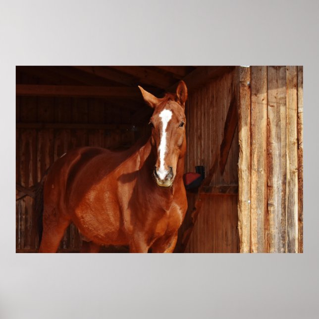 barn horse poster (Front)