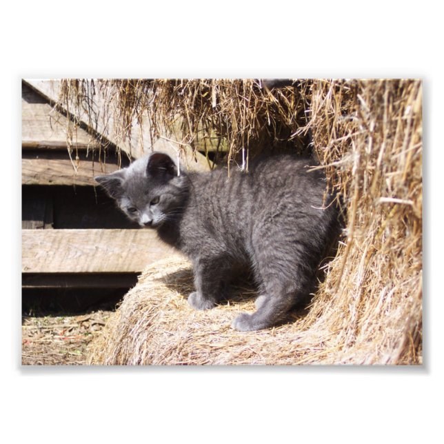 Barn Kitten Photo Print (Front)