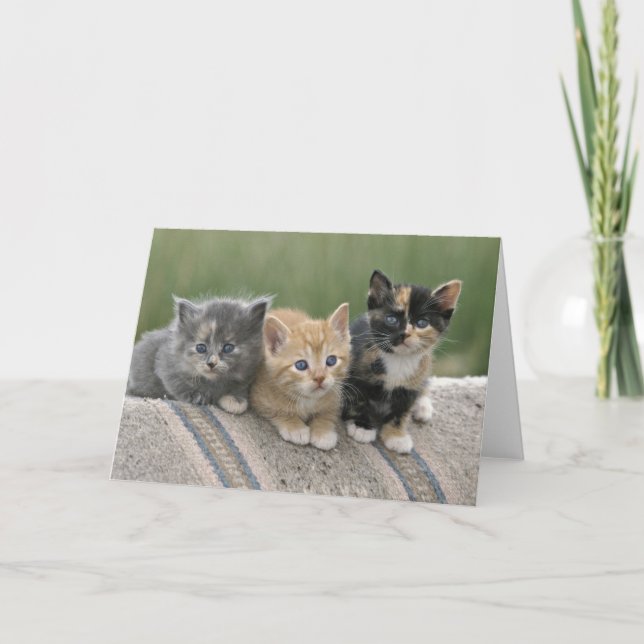 Barn Kittens on a Horse Blanket Card (Front)