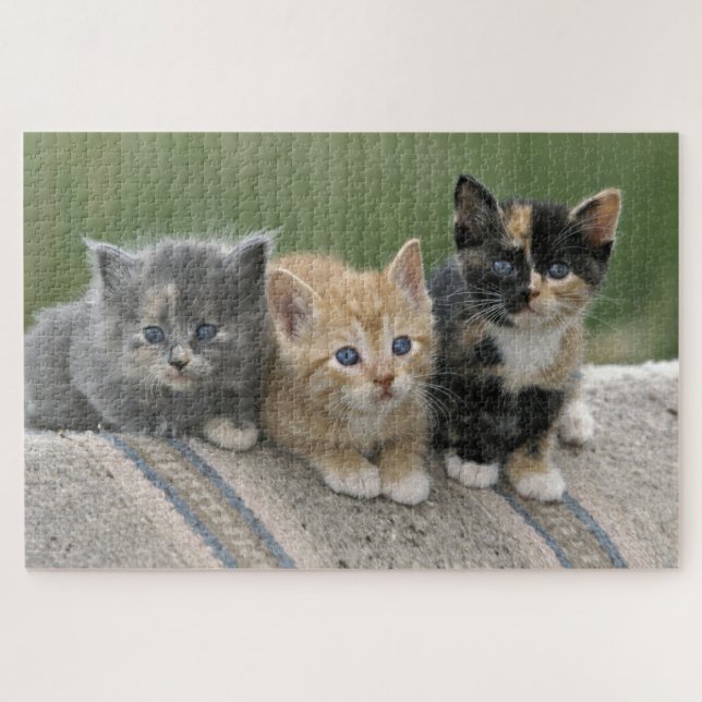 Barn Kittens on a Horse Blanket Jigsaw Puzzle (Horizontal)