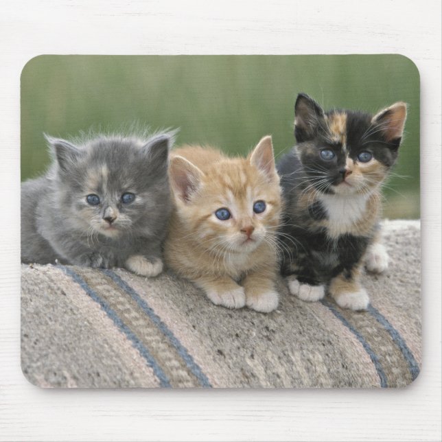 Barn Kittens on a Horse Blanket Mouse Pad (Front)