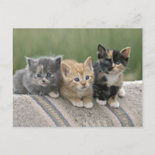 Barn Kittens on a Horse Blanket Postcard