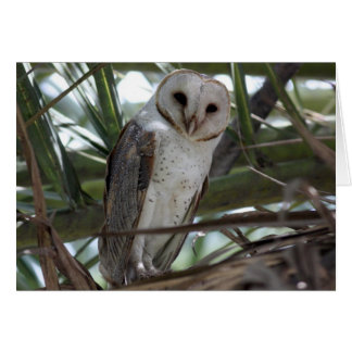 Barn Owl