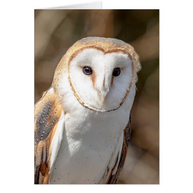 Barn Owl (Front)